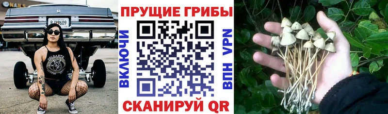 купить   Малгобек  Псилоцибиновые грибы мухоморы 